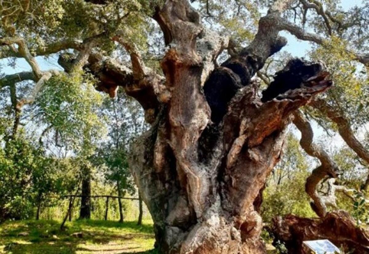 Giornata nazionale "Plastic Free" domenica 18 aprile nel bosco di Santo Pietro - 