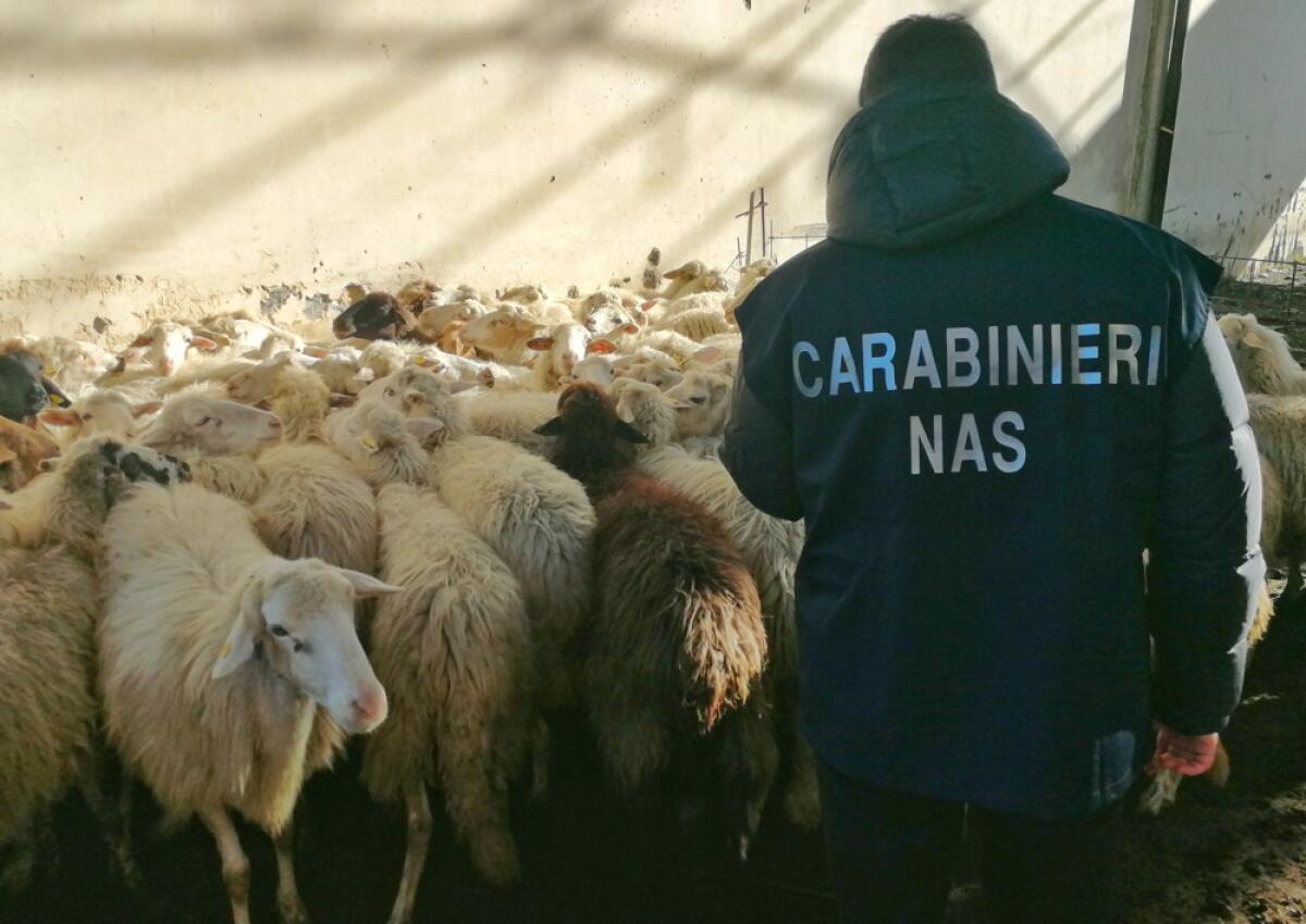Scordia: i NAS sequestrano bestiame e farmaci veterinari. Denunciato un medico veterinario - 