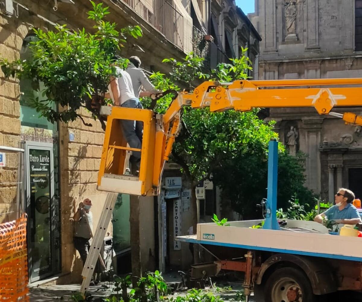 Caltagirone: insetto infestante, potatura straordinaria delle piante di arancio amaro - 