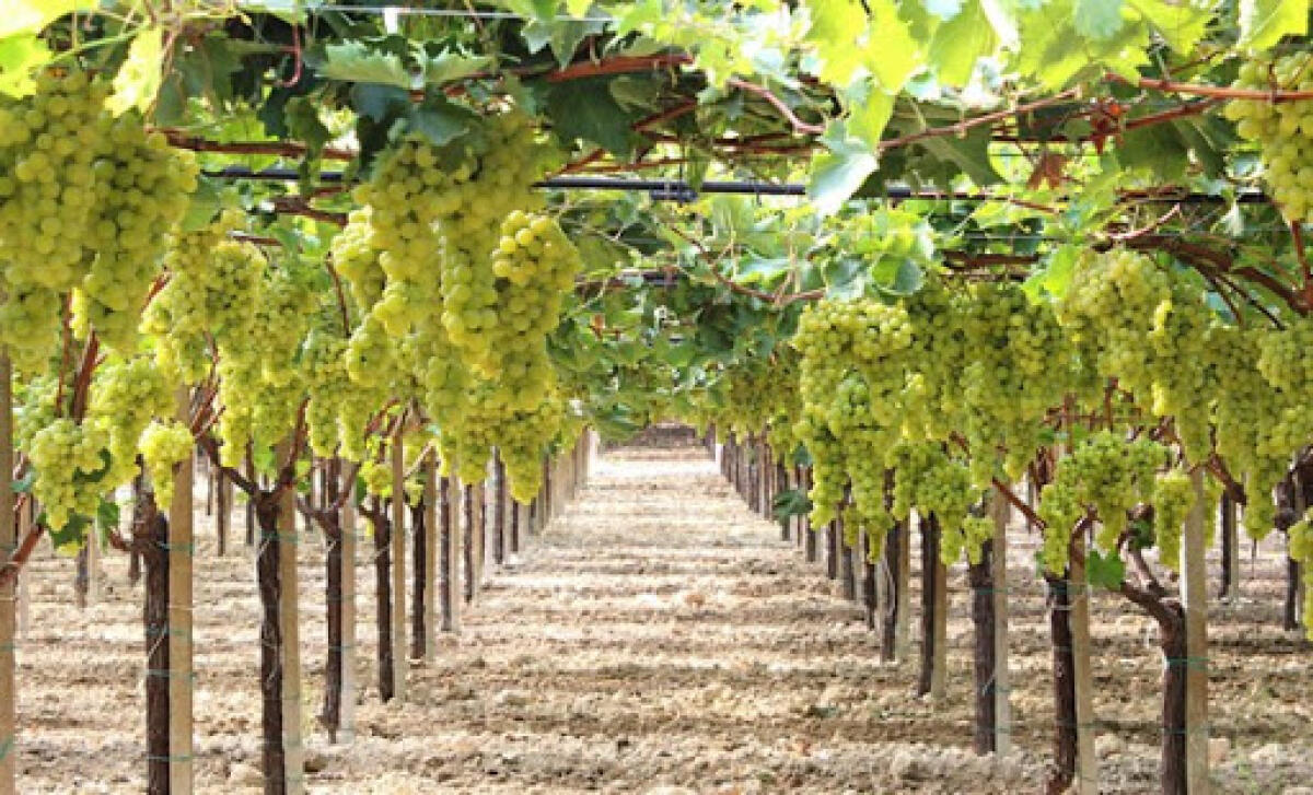 Mazzarrone: il caldo africano compromette la stagione agricola e vitivinicola - 