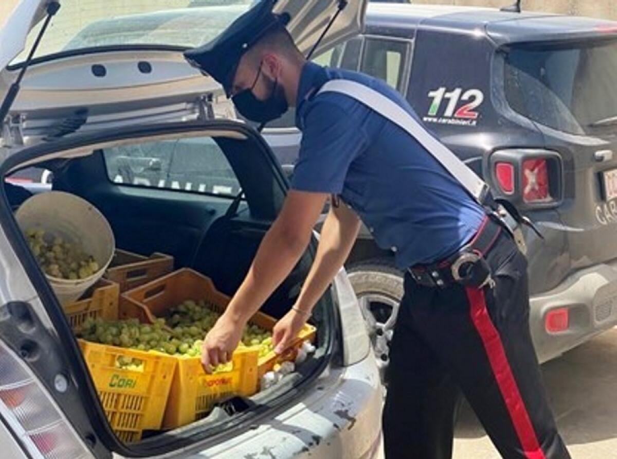 Mazzarrone: rubano oltre cento chili di uva, i Carabinieri arrestano due uomini - 