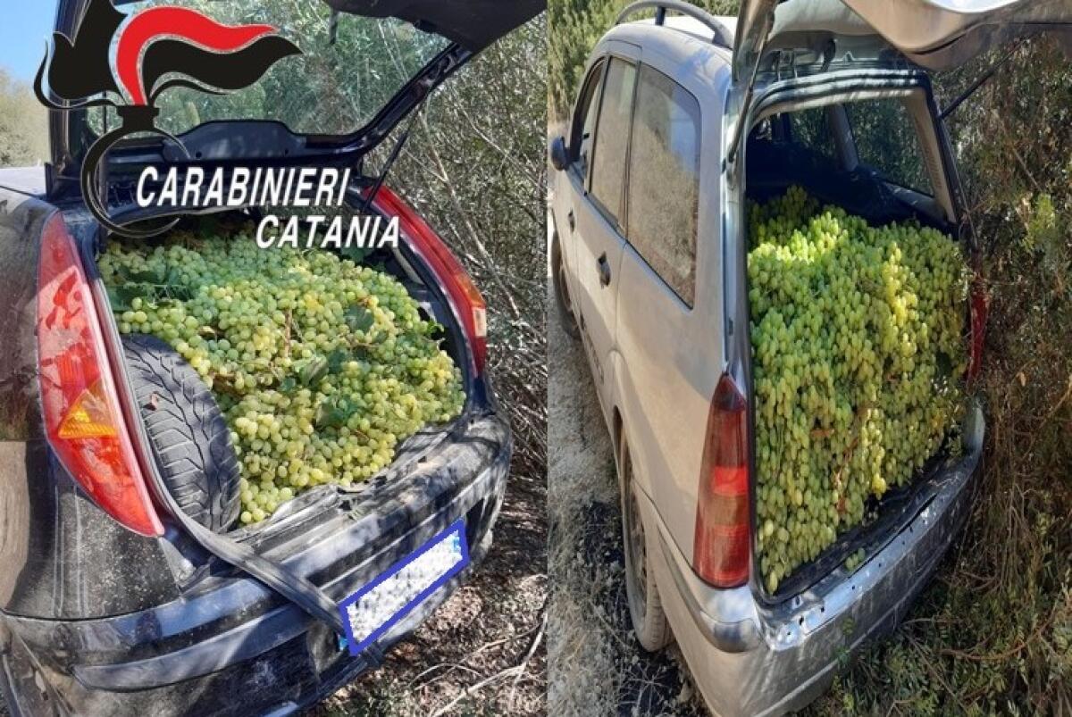Caltagirone: ladri nelle campagne del territorio, 1800 kg di uva recuperata dai Carabinieri - 