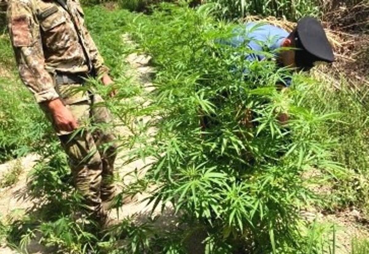 Mineo: i Carabinieri sequestrano una piantagione di canapa indiana e arrestano un 39enne - 