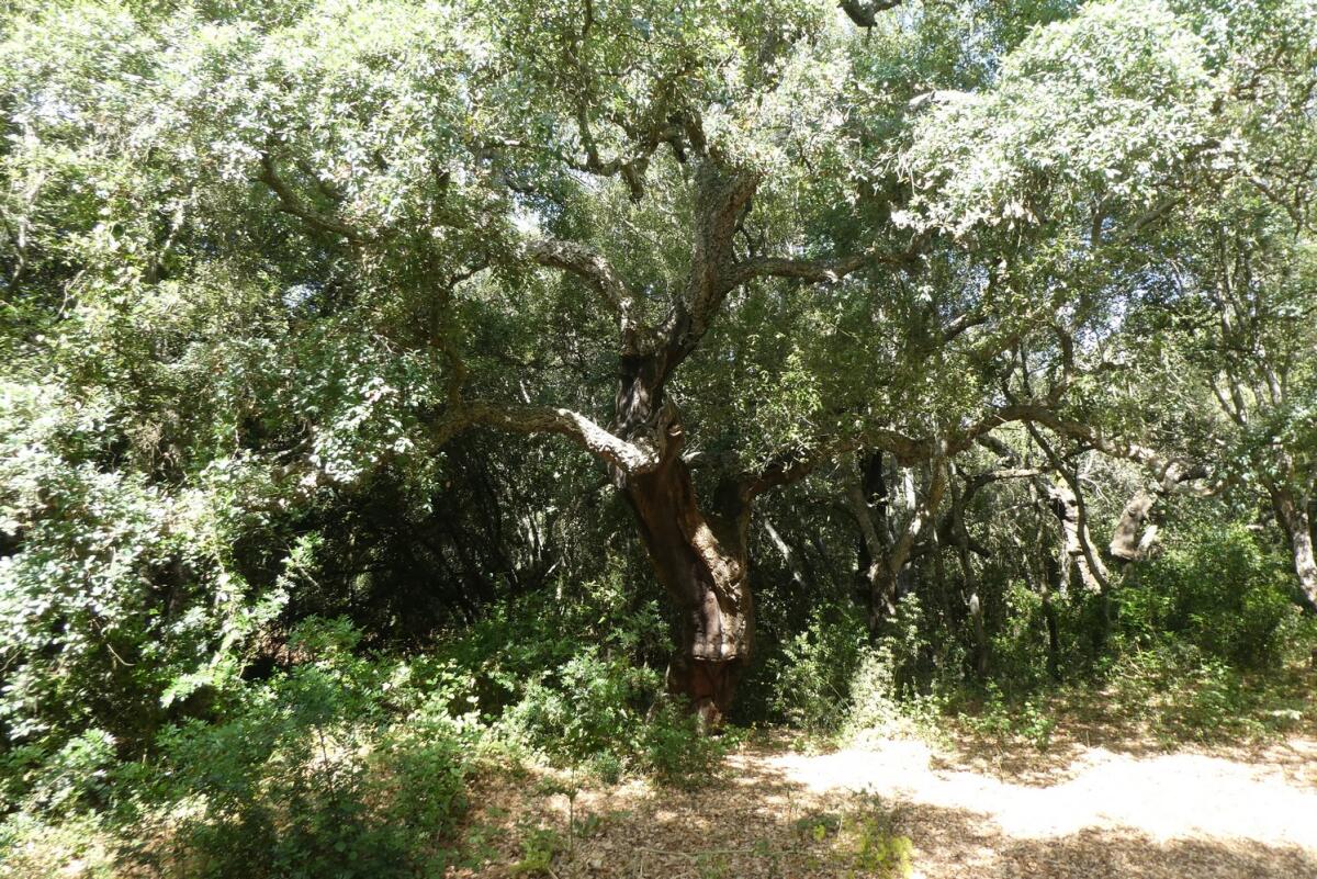 Santo Pietro: oltre 1,7 milione di euro per la valorizzazione del Bosco - 