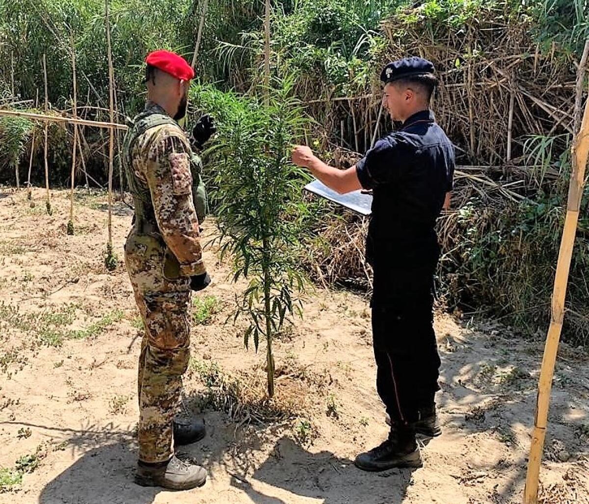 Caltagirone, antidroga dei carabinieri: arrestati 4 uomini per coltivazione illegale di sostanze stupefacenti - 