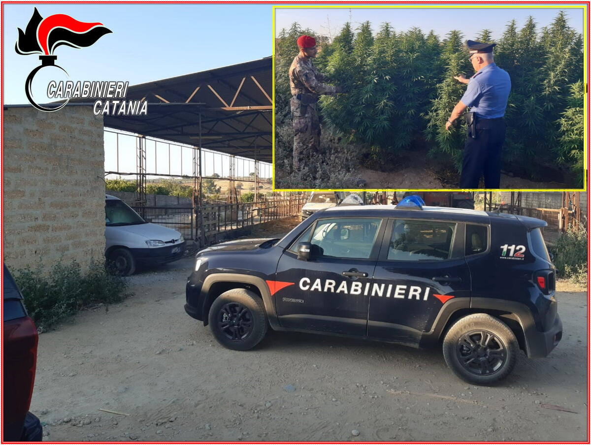 Grammichele: produzione e vendita di marijuana in un'azienda zootecnica - 