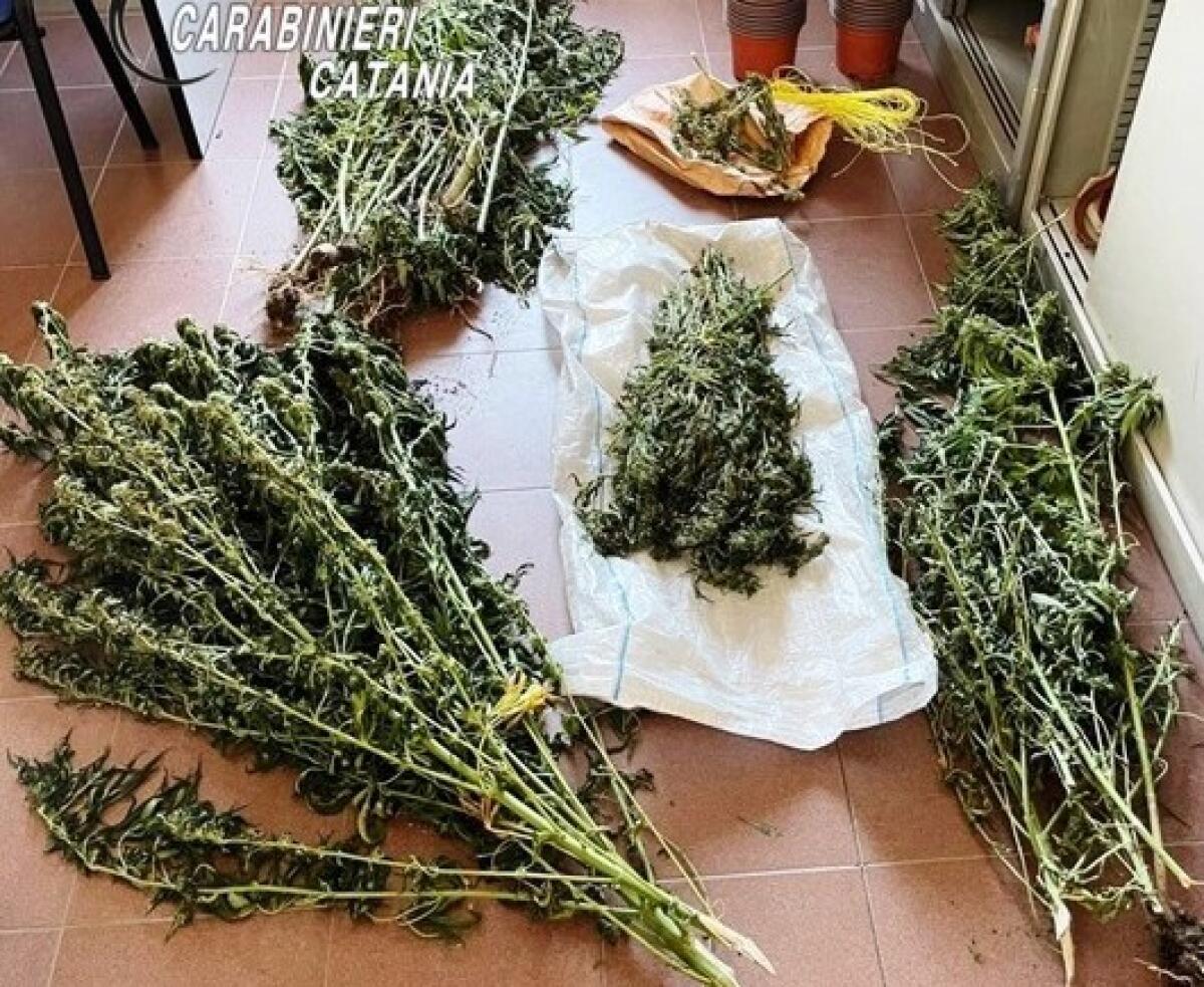 Ramacca: i Carabinieri arrestano un agricoltore per coltivazione di sostanze stupefacenti - 