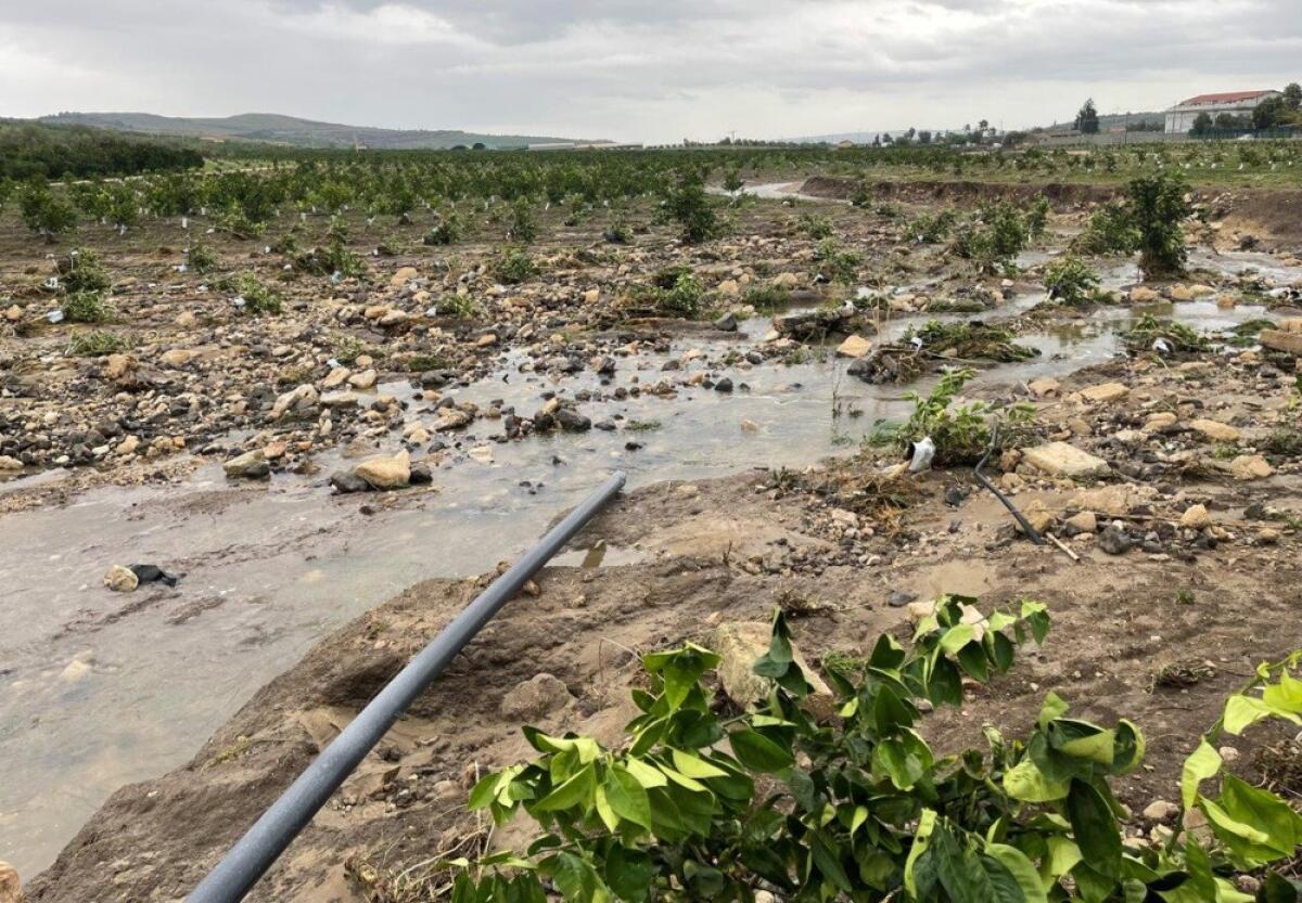 I danni del nubifragio e previsioni della stagione agrumicola 2021/2022 - 