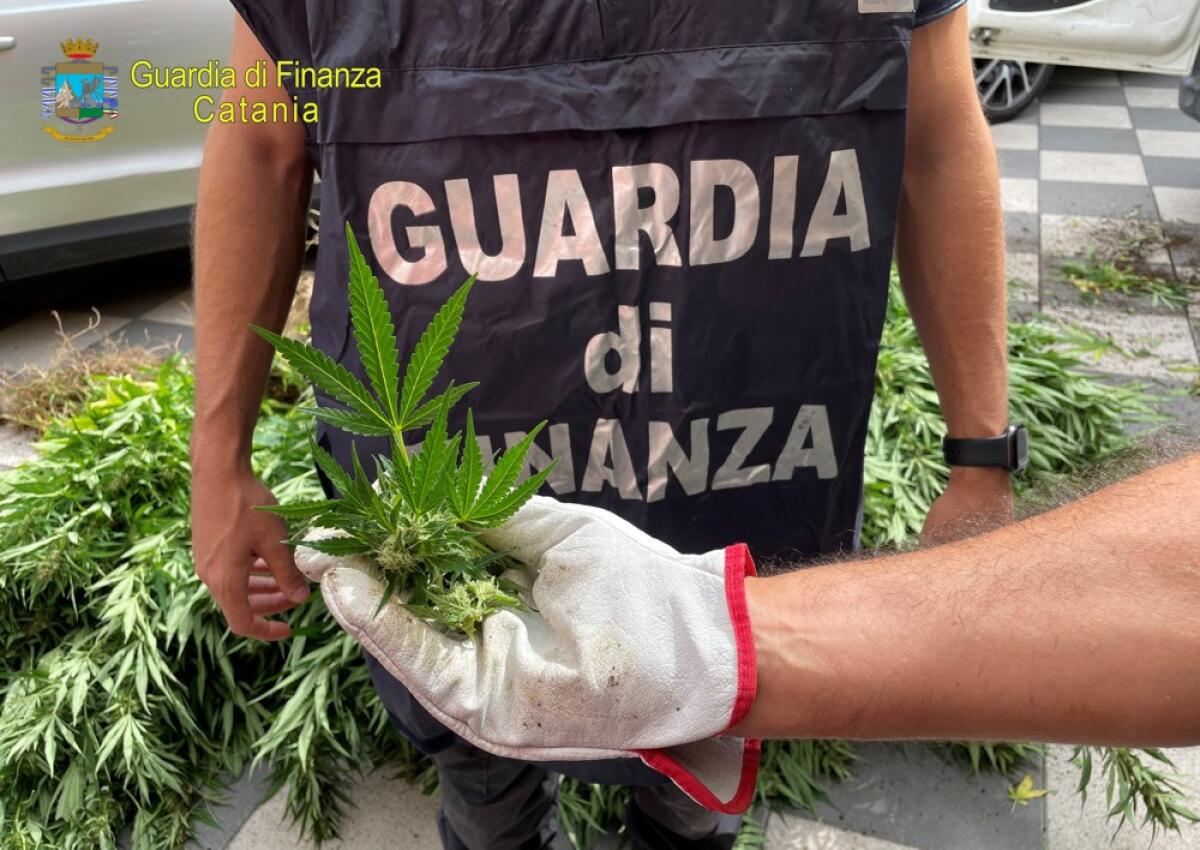 Scordia: sequestrata una piantagione professionale con mille piante di canapa indiana e arrestate due persone - 