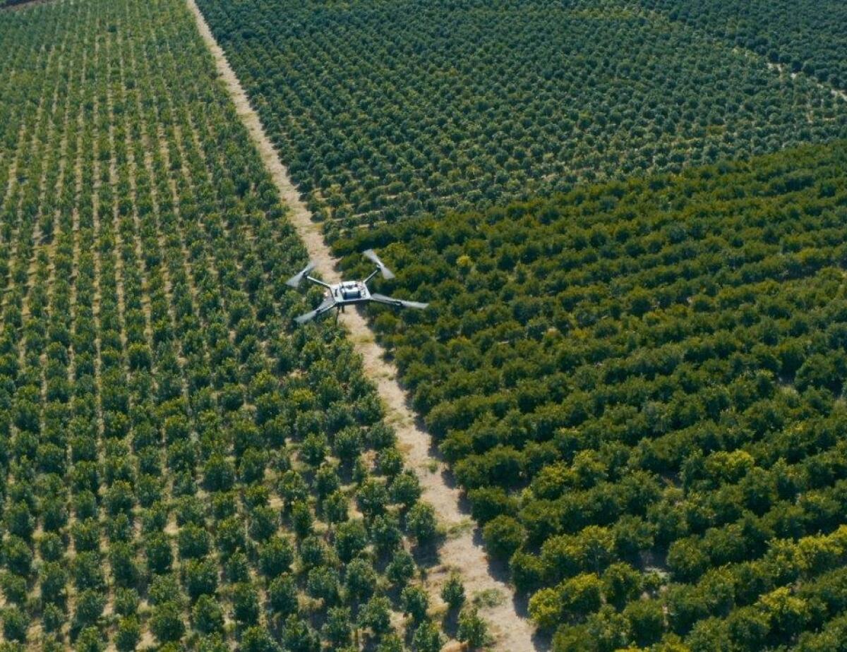 Agrumi siciliani: nuove pratiche sostenibili per monitorare gli agrumeti e migliorarne la gestione - 