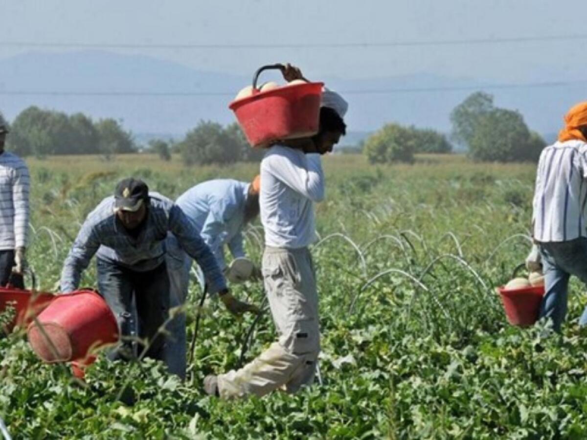 Lotta al caporalato: due imprenditori agricoli denunciati per lo sfruttamento di 20 braccianti - 