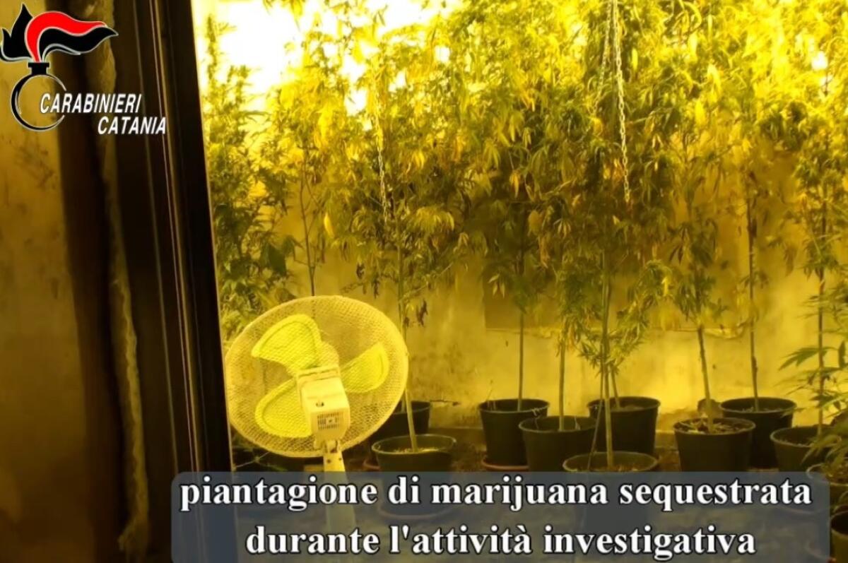 Palagonia: ordinanza di custodia cautelare per 15 persone (4 percettori del reddito di cittadinanza) accusate di  traffico illecito di sostanze stupefacenti - 