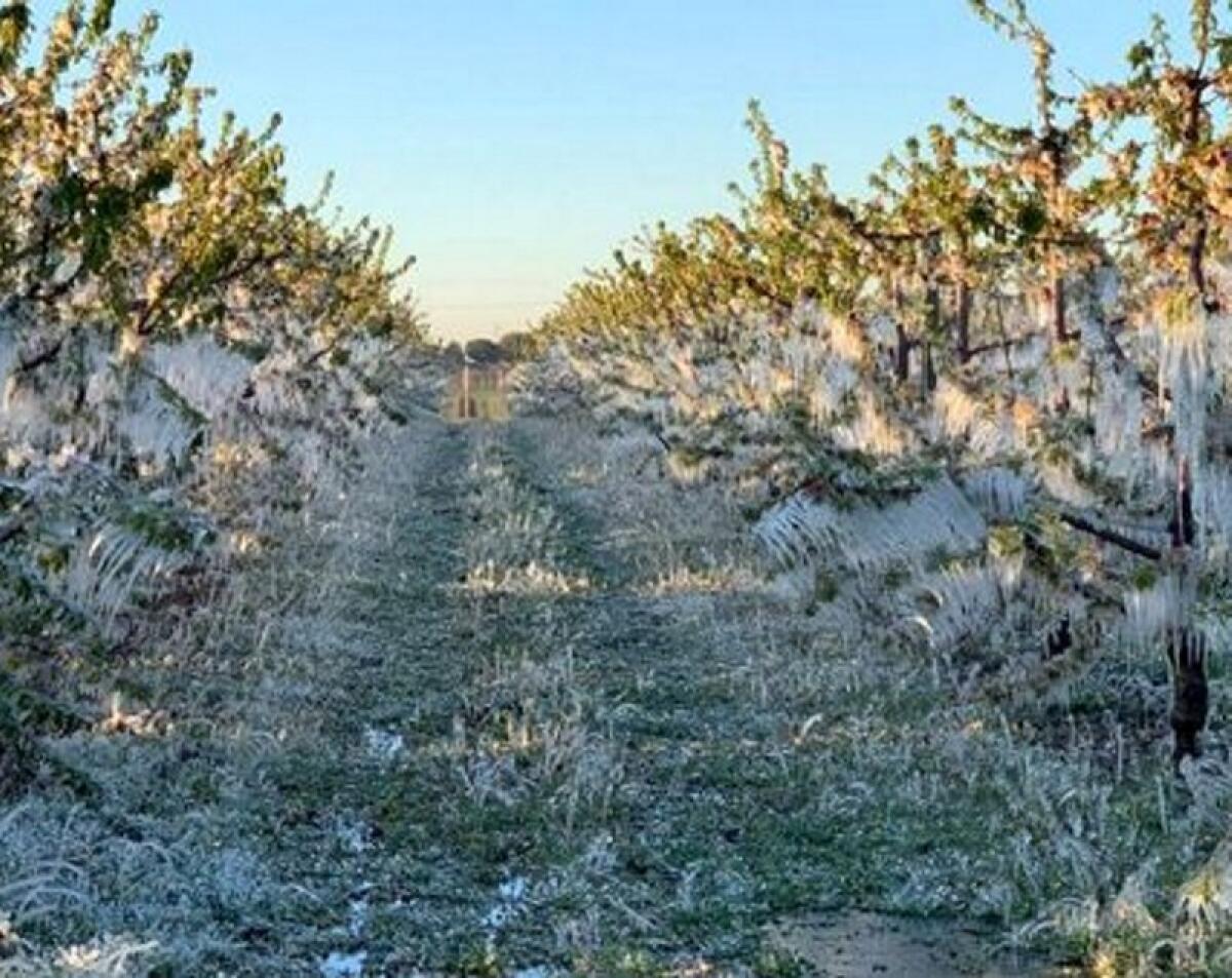 Caltagirone: chiesto lo stato di calamità naturale per i danni provocati alle colture agricole dalle gelate di fine gennaio - 