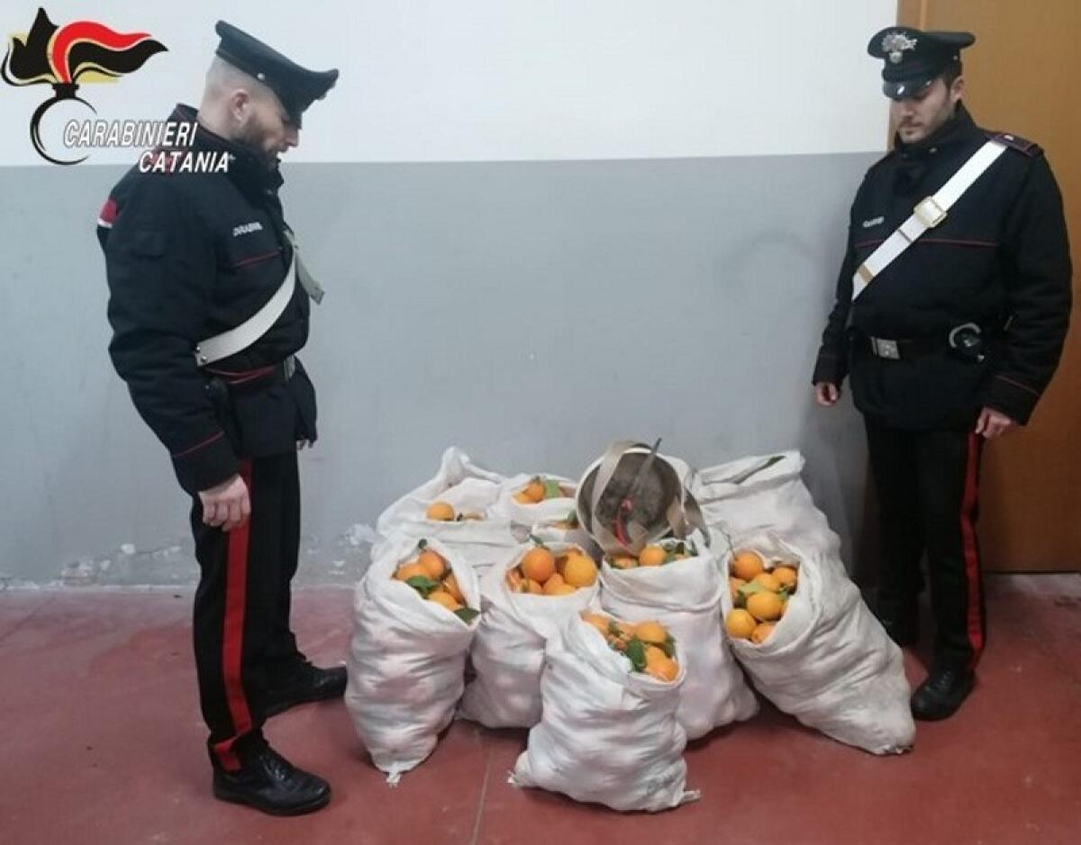 Mineo: i Carabinieri arrestano tre persone per furto di 400 kg di arance - 