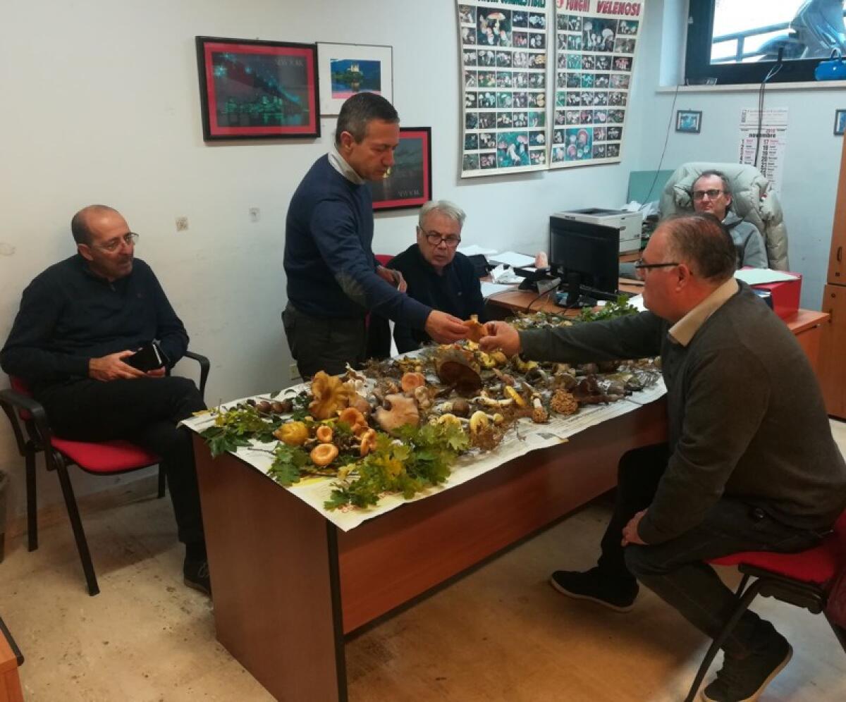 Caltagirone: riapre l’Ispettorato micologico dell’Asp di Catania previo appuntamento telefonico - 