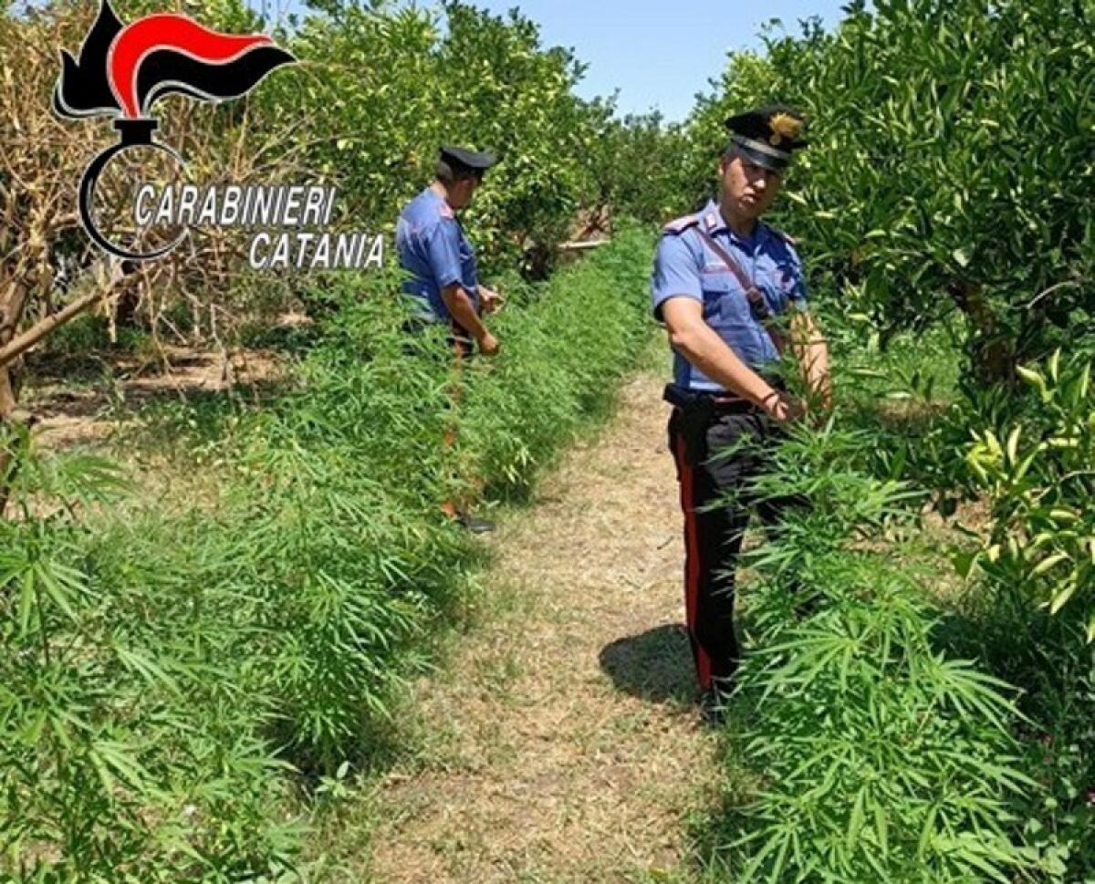 Palagonia: i Carabinieri scoprono una piantagione di marijuana, individuati ed arrestati i presunti responsabili - 