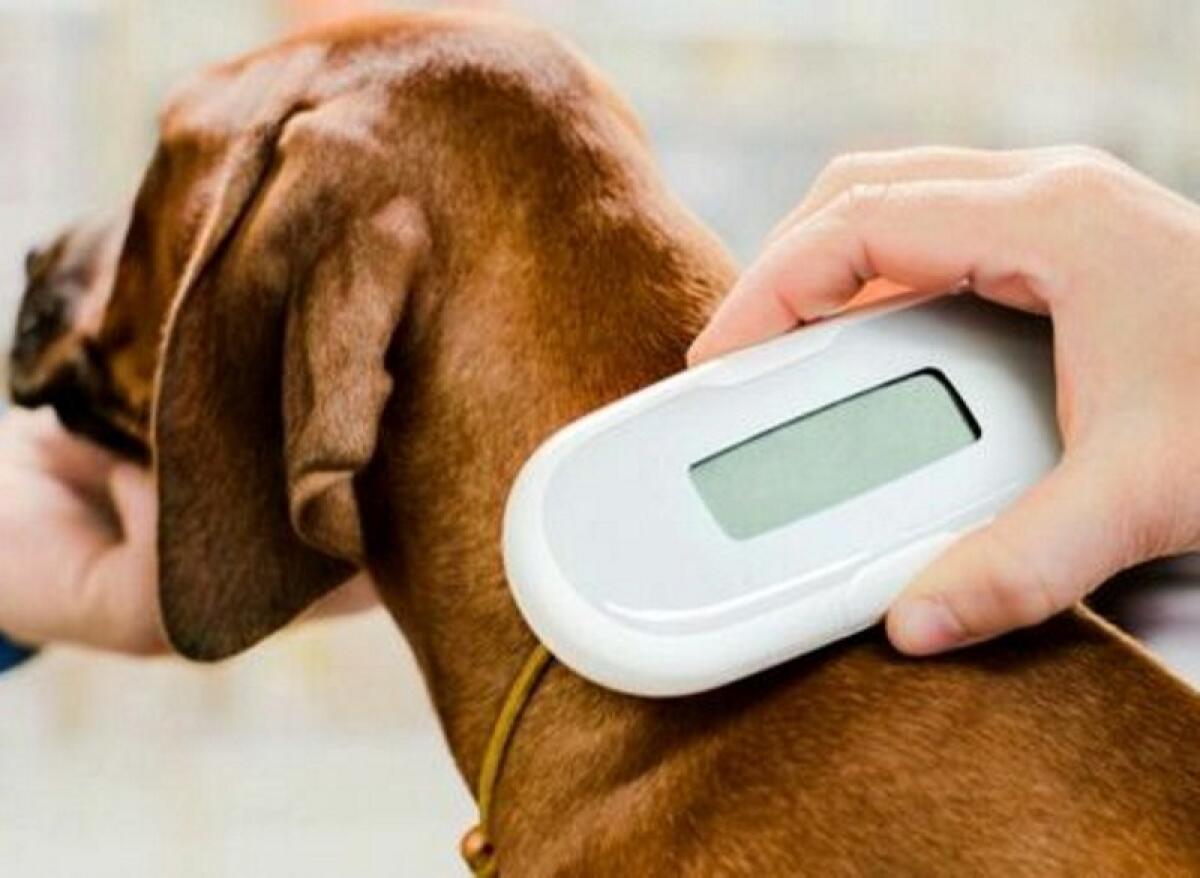 Caltagirone: ordinanza sindacale per microchippatura degli animali d’affezione con più di due mesi - 