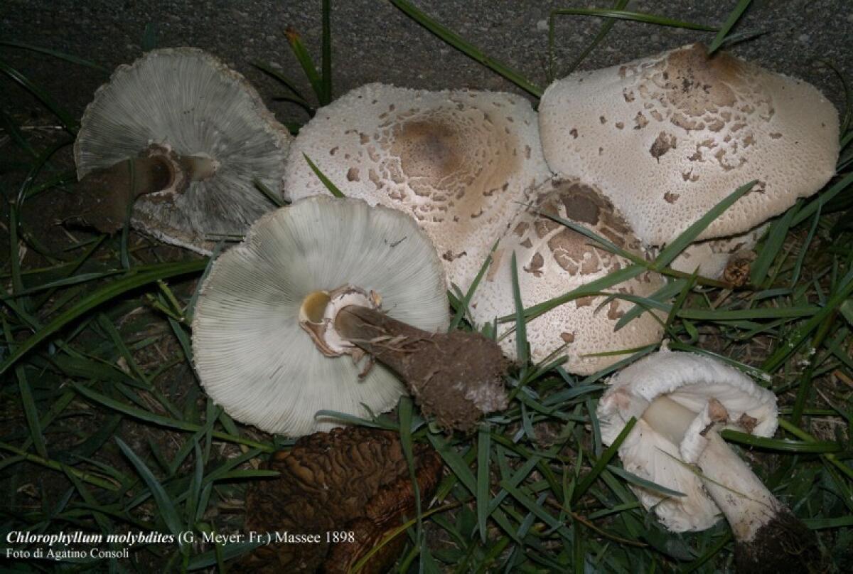 Intossicazione da funghi in provincia di Catania, l'Asp invita i cittadini a consumare solo funghi certificati - 