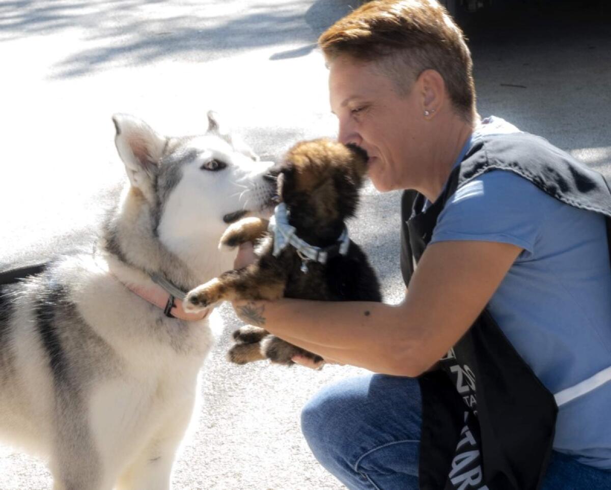 Caltagirone: alla Villa comunale microchippatura dei cani e adozione dei cuccioli - 