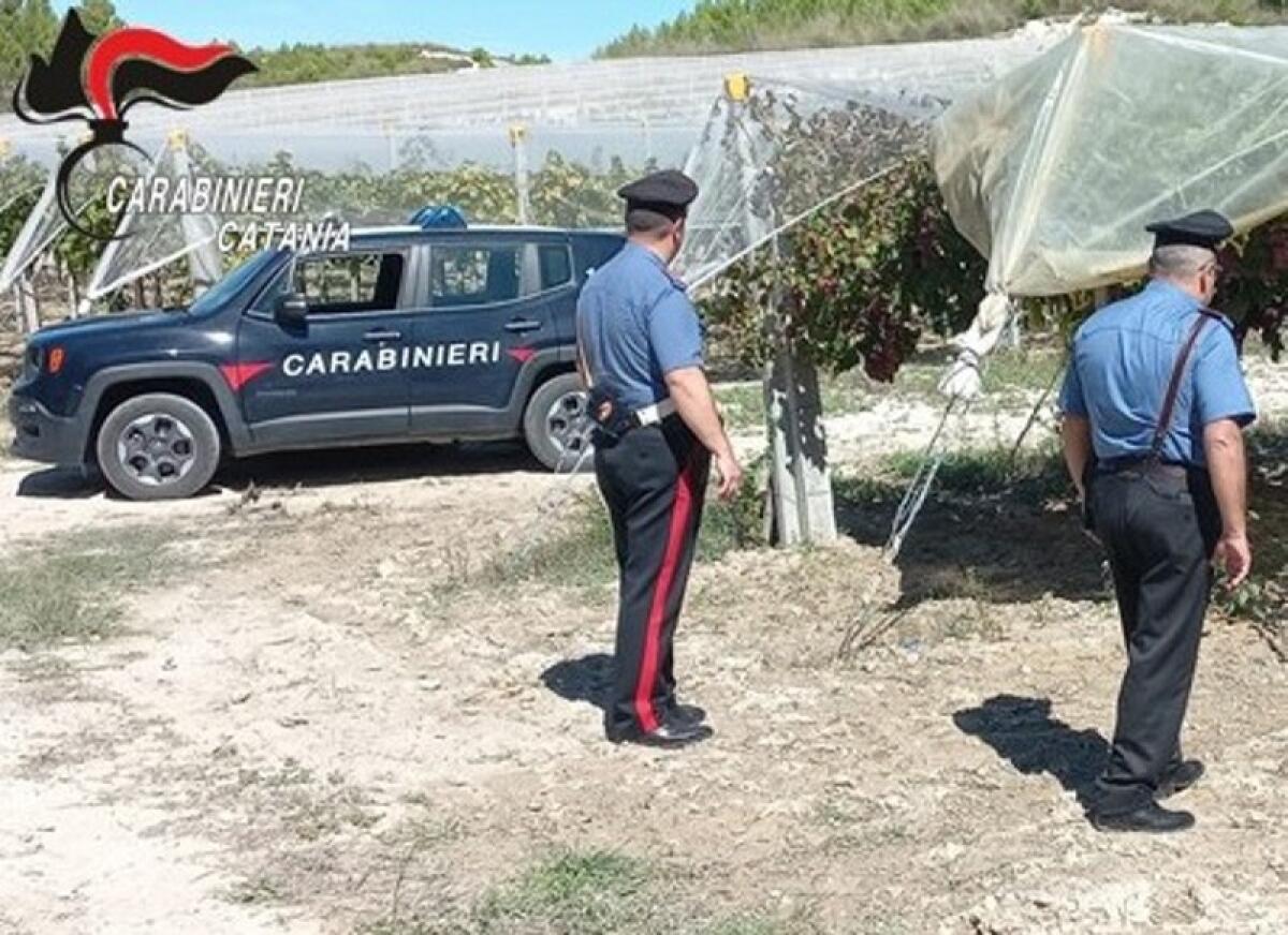 Granieri: furti d’uva, i Carabinieri denunciano un 51enne catanese - 