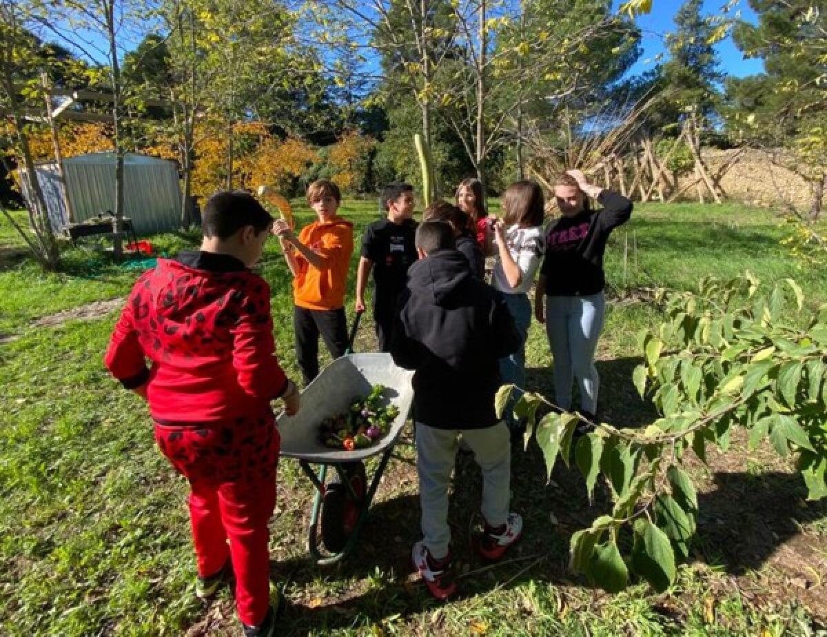 Caltagirone: iniziative di sensibilizzazione per la Giornata Nazionale degli Alberi - 