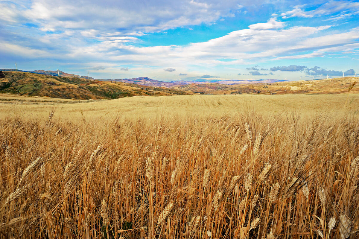 Agroalimentare in Sicilia, conclusi i primi percorsi professionali per la filiera del grano duro - 