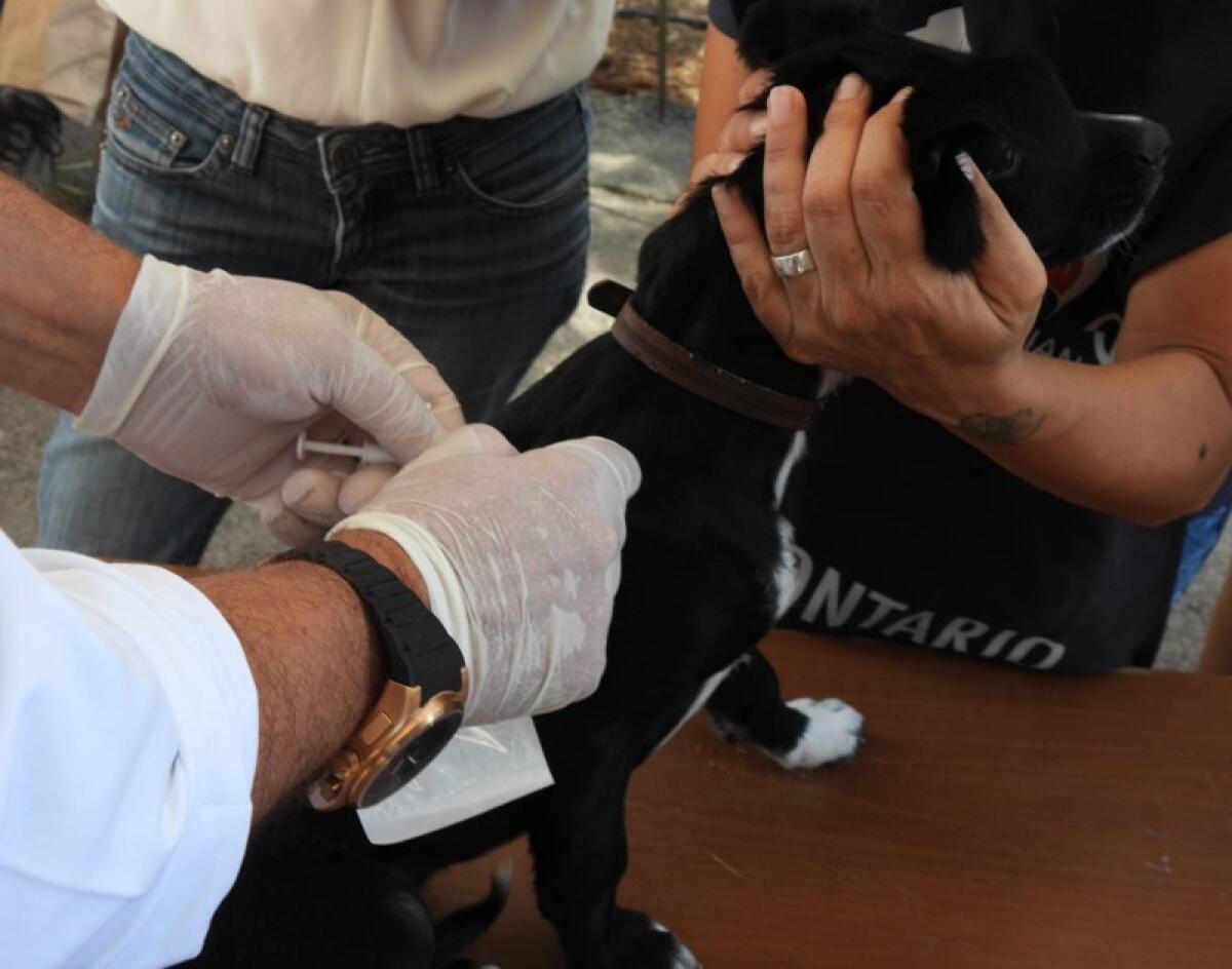 Caltagirone: avviso pubblico per pubblico per la creazione dell'elenco comunale delle associazioni per il contrasto al randagismo - 