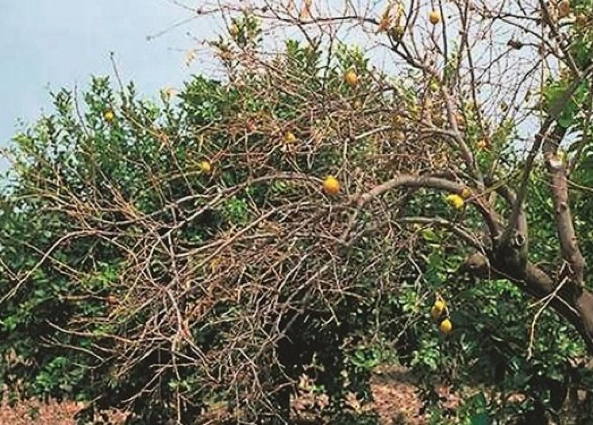 Agricoltura: finanziamenti per far fronte ai danni del "mal secco" anche nel territorio Calatino - 