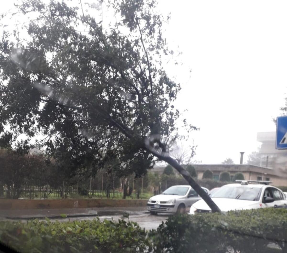 Caltagirone: danni per il maltempo, alberi caduti e strade impraticabili - 