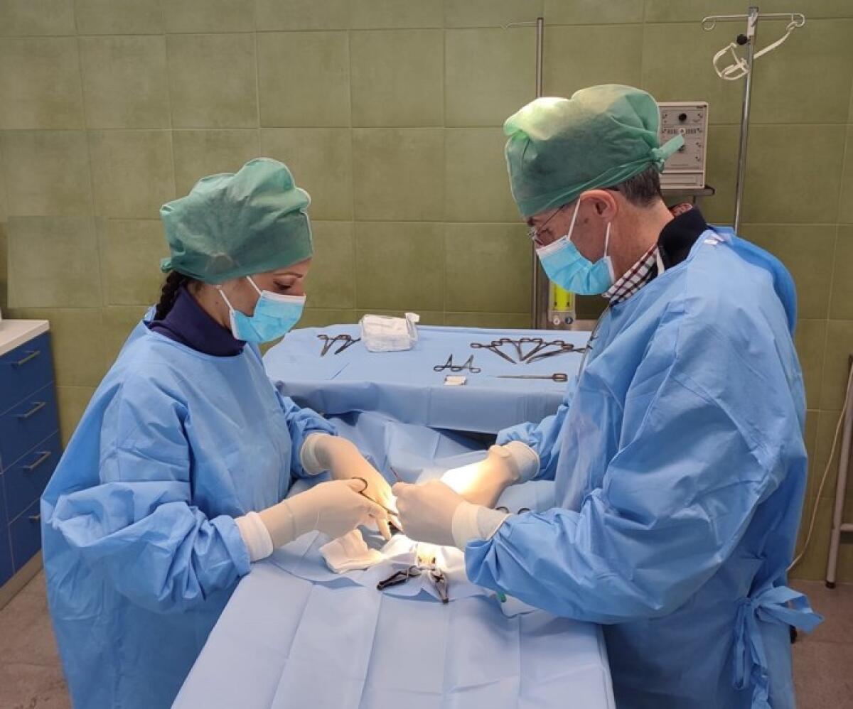 Sterilizzazione gratuita di cani e gatti negli Ambulatori veterinari pubblici di Caltagirone, Grammichele, Scordia e Vizzini - 