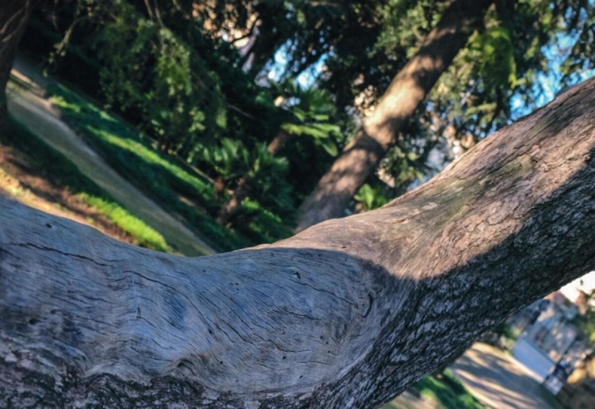 Caltagirone: l'"Albero della Sposa" nell’Elenco degli alberi monumentali della Regione siciliana - 
