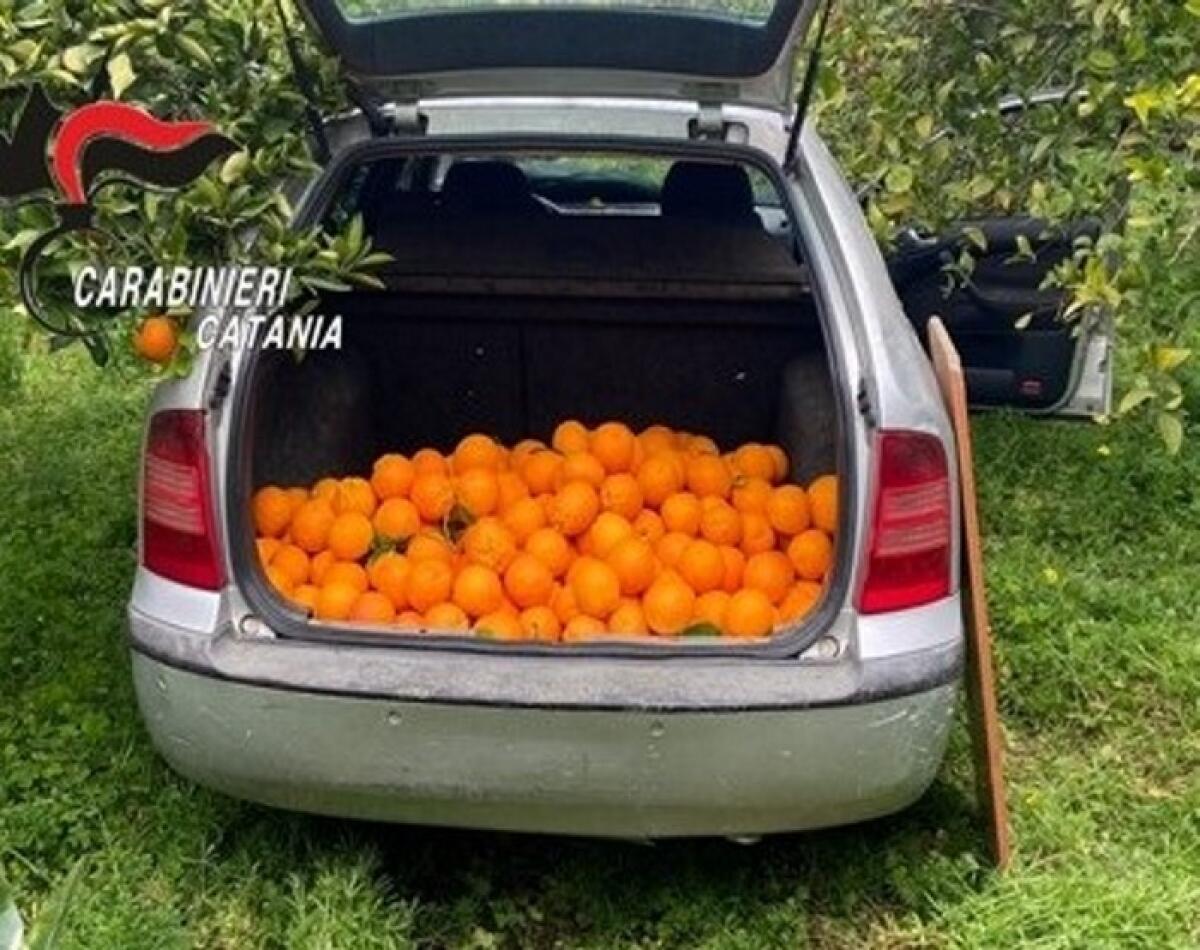 Mineo: i Carabinieri arrestano tre uomini per furto di 250 kg di arance - 
