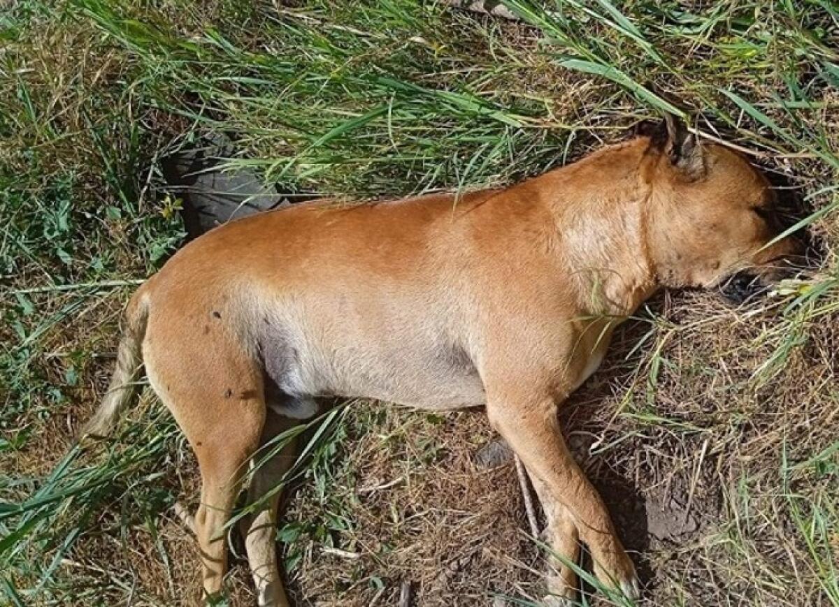 Scordia: il Partito Animalista Italiano denuncia l'avvelenamento di Leo, un cane di quartiere - 