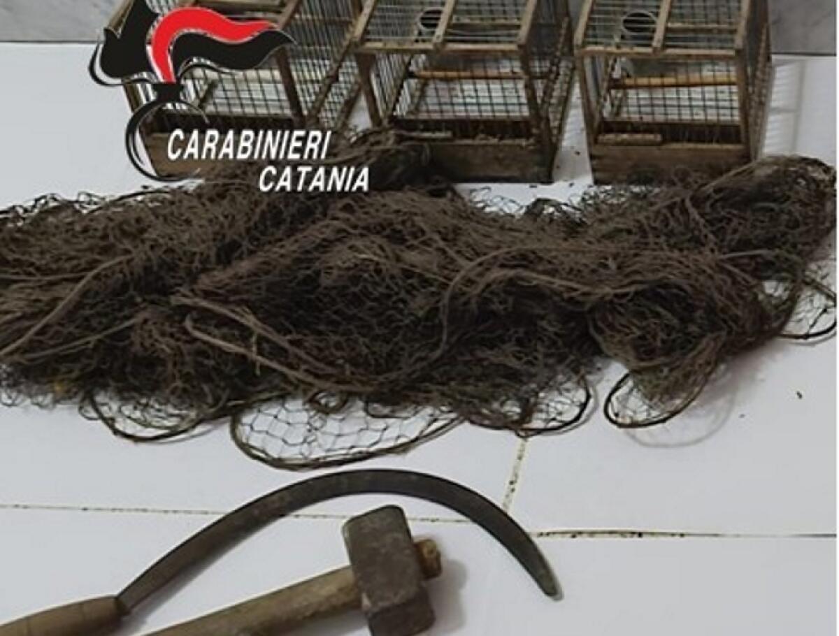 Licodia Eubea: 42enne denunciato dai carabinieri, trasportava in macchina 5 cardellini di specie protetta - 