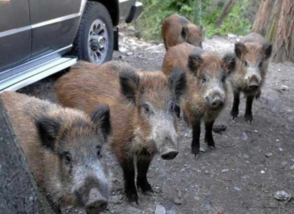 Vizzini: i cinghiali fanno razzie sui terreni coltivati e insidiano l'incolumità delle persone - 