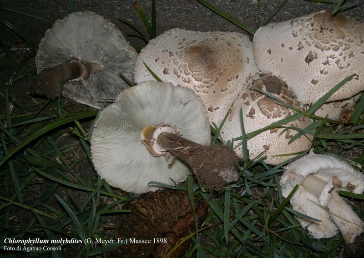 Massima attenzione per la raccolta e il consumo di funghi freschi spontanei. Nella provincia di Catania nove i casi di intossicazione da Falsa Mazza di Tamburo - 