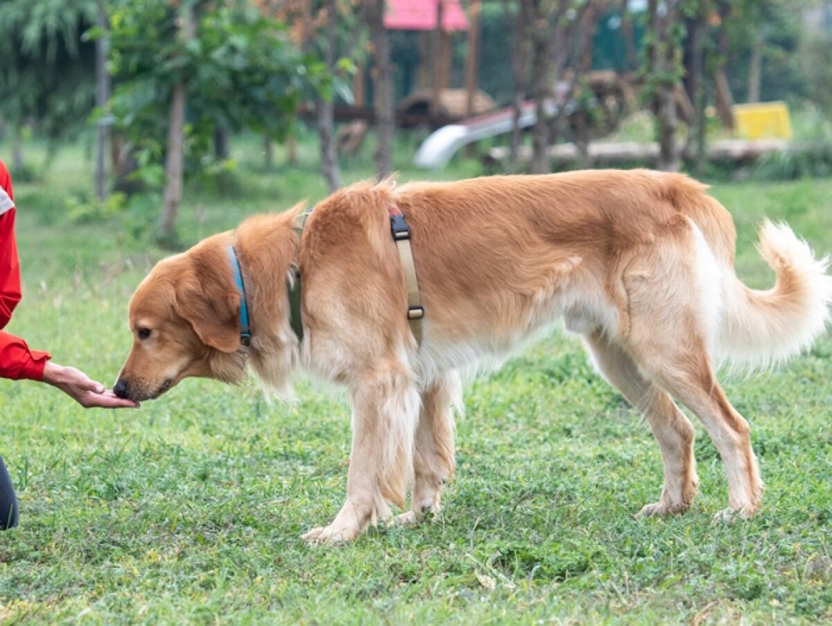 Caltagirone: il "Momento cinofilo" a Villa Patti, domenica 26 novembre - 