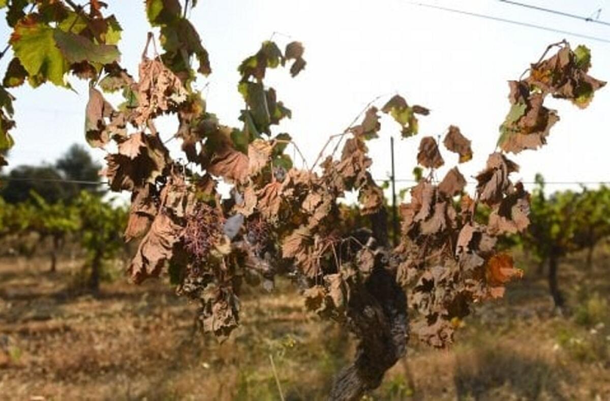 Caltagirone: il Comune chiede la "dichiarazione dello stato di calamità naturale e misure compensative per i produttori per i danni all'agricoltura" - 
