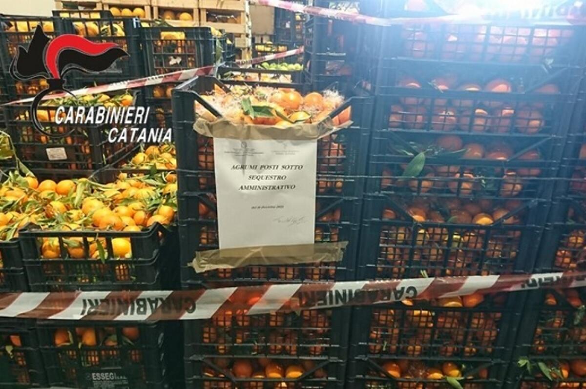 Otto tonnellate di agrumi sequestrati da Corpo forestale e Carabinieri Sicilia in beneficenza al Banco alimentare - 