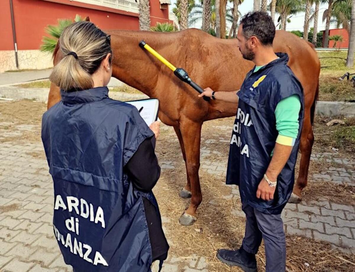 Palagonia: importazione e rivendita di carne, confiscati dalla Guardia di Finanza beni e società per oltre un milione e mezzo di euro - 