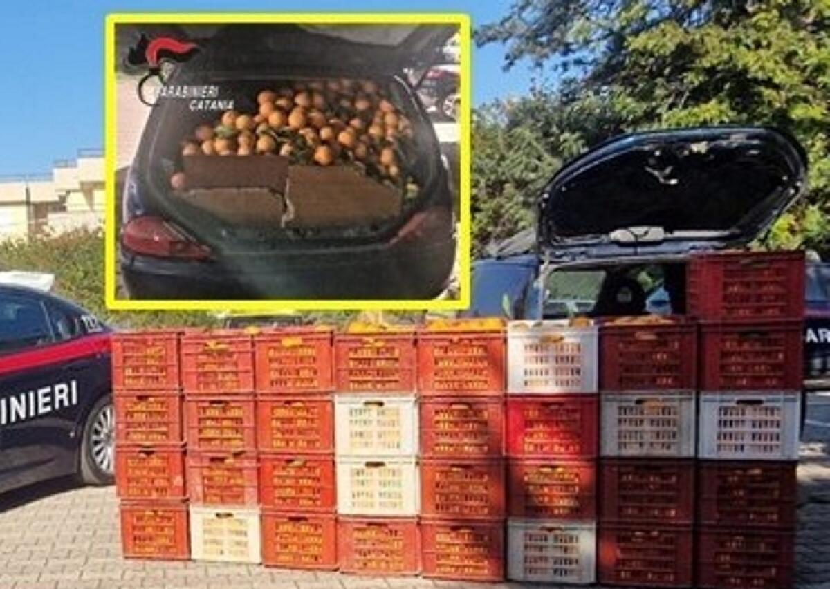 Ramacca: i Carabinieri arrestano un 40enne per furto di 600 kg di arance - 