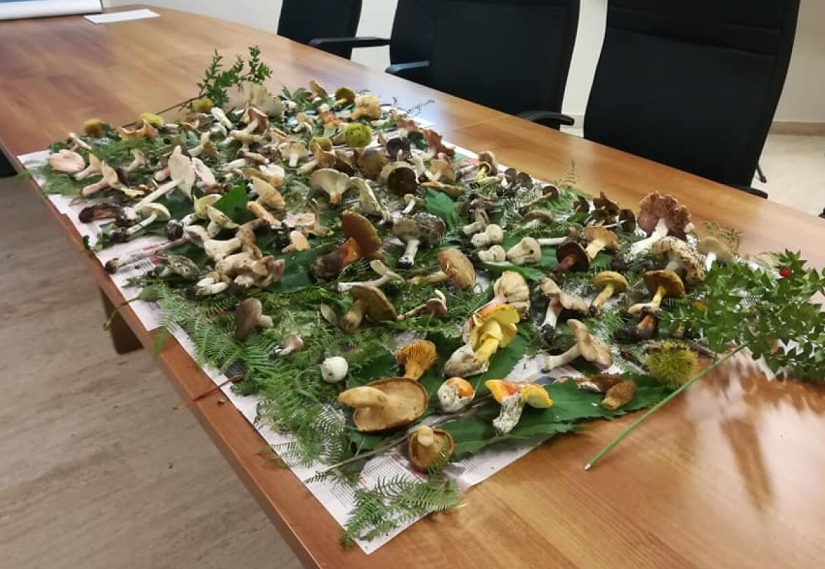 L'Ispettorato Micologico dell’Asp di Catania apre il 2 maggio. A Caltagirone presso Ospedale Gravina- Edificio "Clementi" - 