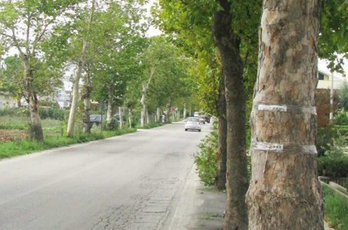Viabilità: Strada Provinciale 38^ I per raggiungere Licodia Eubea. Alberi che chiedono interventi - 