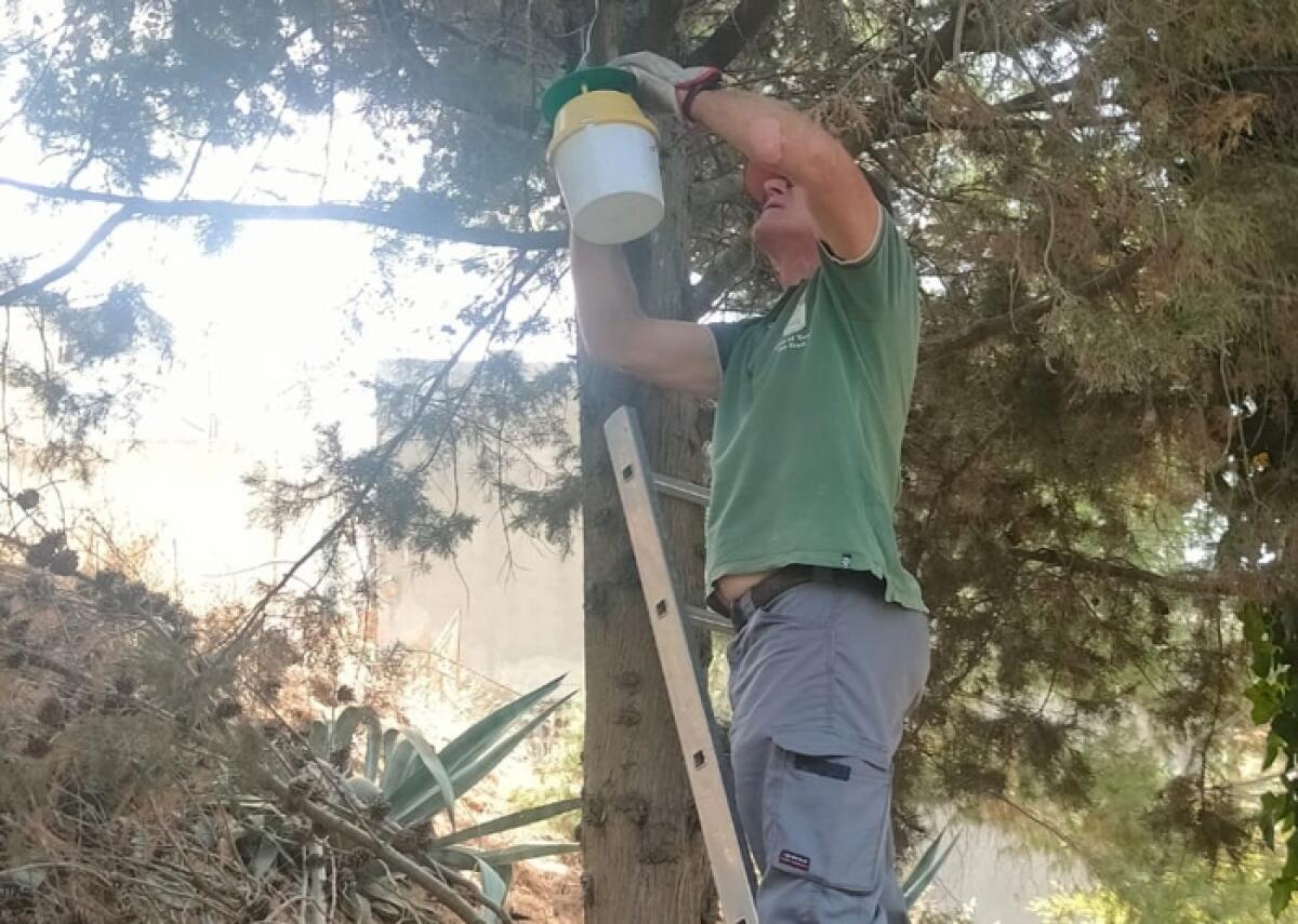 Caltagirone: collocate 40 trappole feromoniche per combattere la processionaria del pino - 