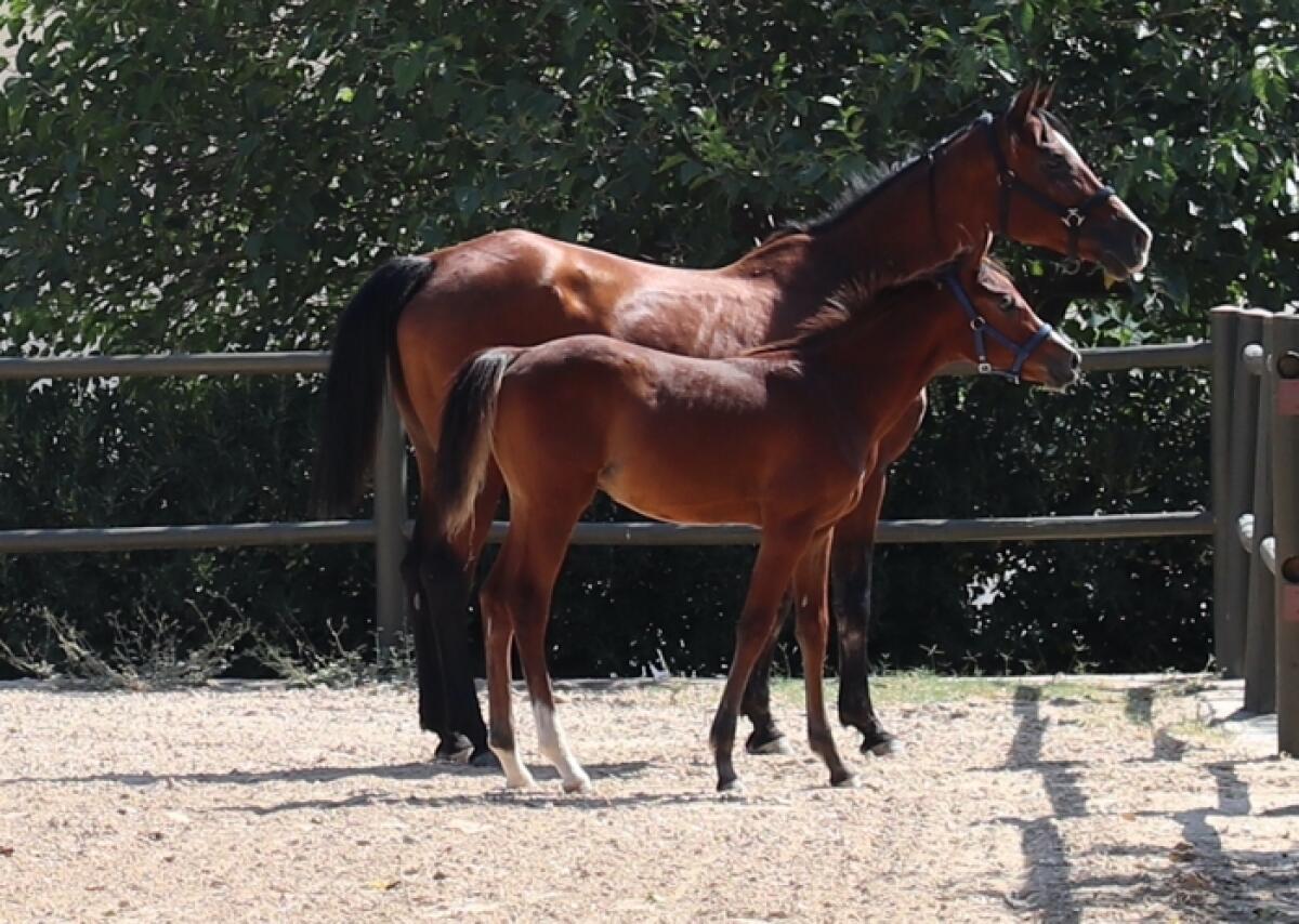 Militello: sabato 31 agosto, torna dopo tredici anni, l’asta dal vivo riservata a puledri a Tenuta Ambelia - 