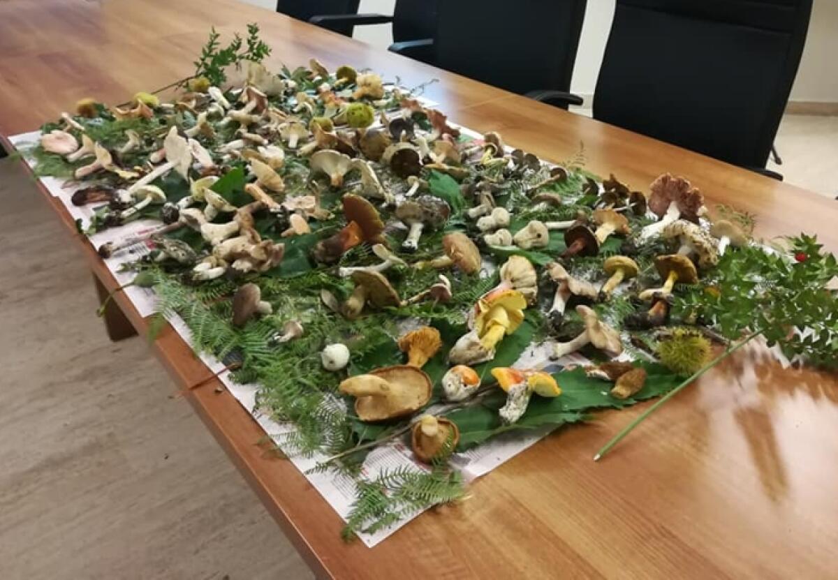 Caltagirone: attivo il servizio micologico dell'Asp di Catania presso l'Ospedale “Gravina” Edificio “Clementi” - 