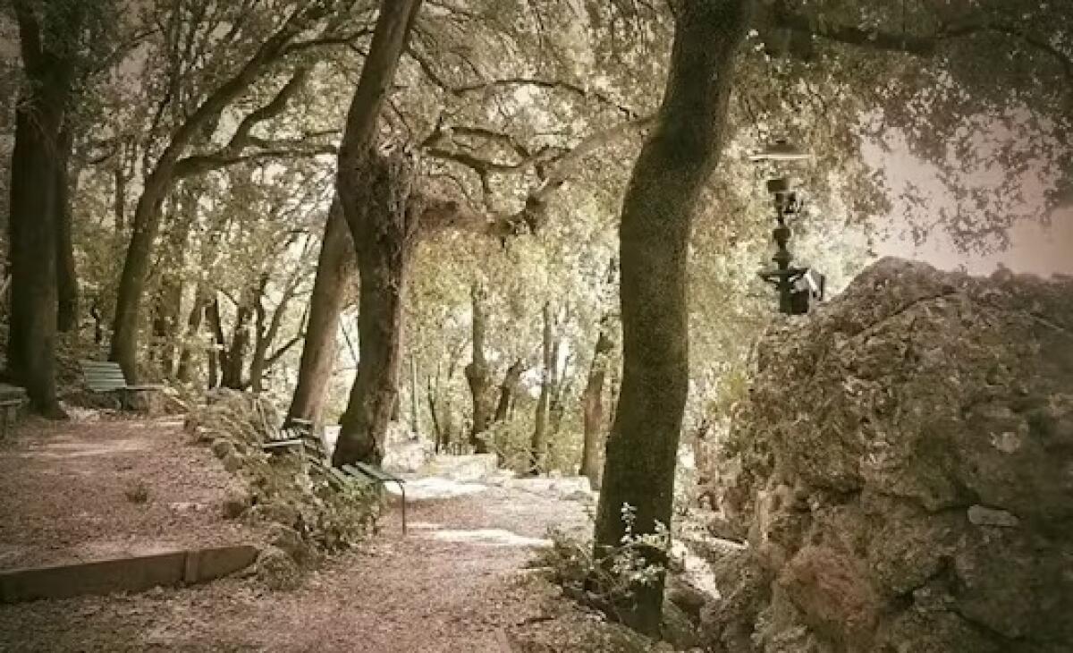 Vizzini: Ottenuto finanziamento per opera di rimboschimento per il bosco di S. Angelo, nei pressi della Cunziria - 