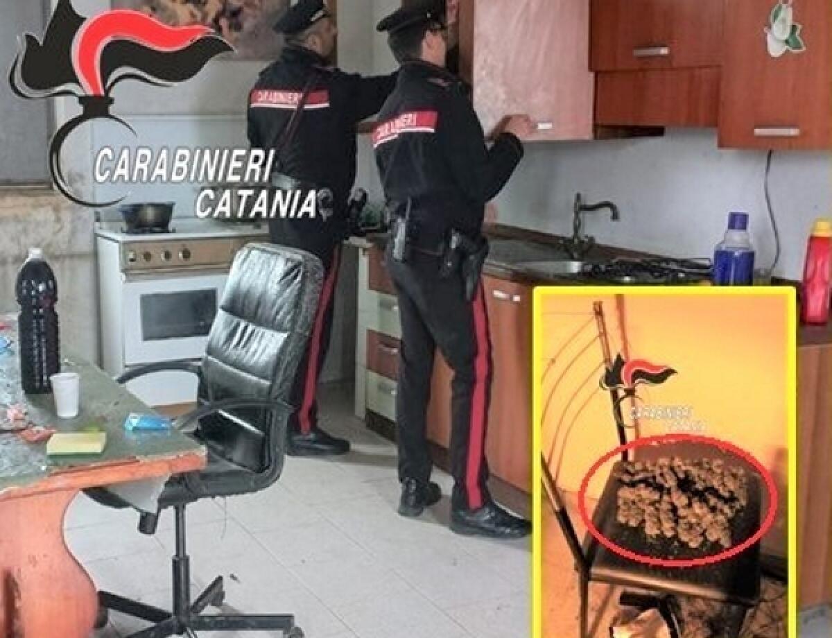 Ramacca: 31enne denunciato dai Carabinieri per detenzione ai fini di spaccio sostanze e furto aggravato di energia elettrica - 