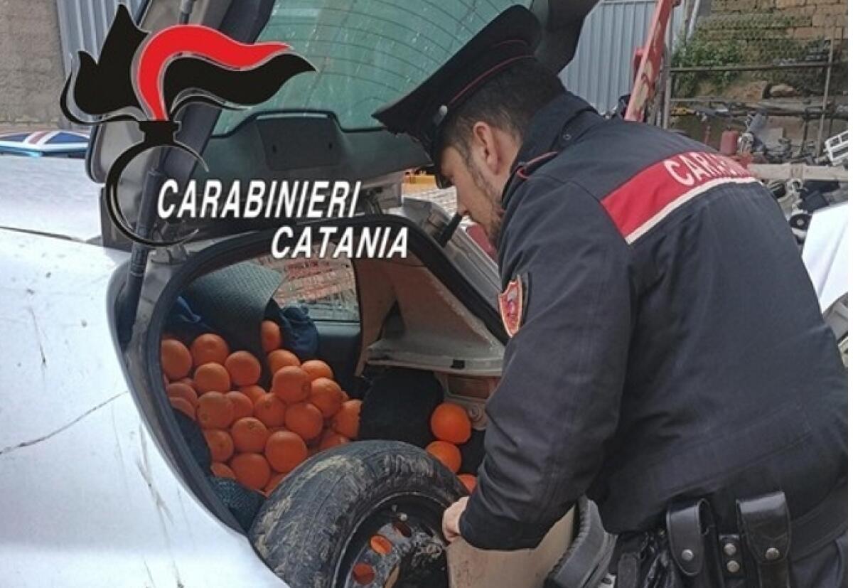 Ramacca: 29enne arrestato dai Carabinieri per furto di 700 kg di arance - 