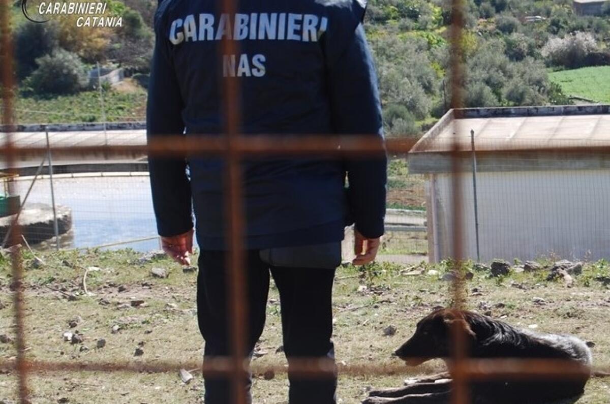 Vizzini: i Carabinieri del NAS di Catania sequestrano il canile municipale - 